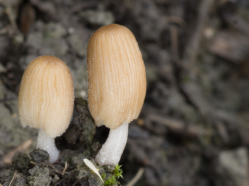 Coprinellus sclerocystidiosus